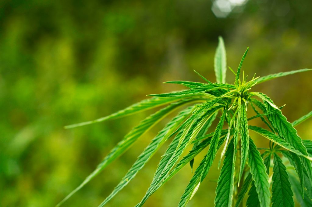 thin leaves on weed plant