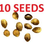 10 Seeds