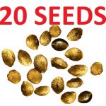 20 Seeds