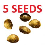 5 Seeds